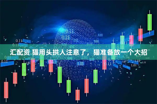 汇配资 猫用头拱人注意了，猫准备放一个大招